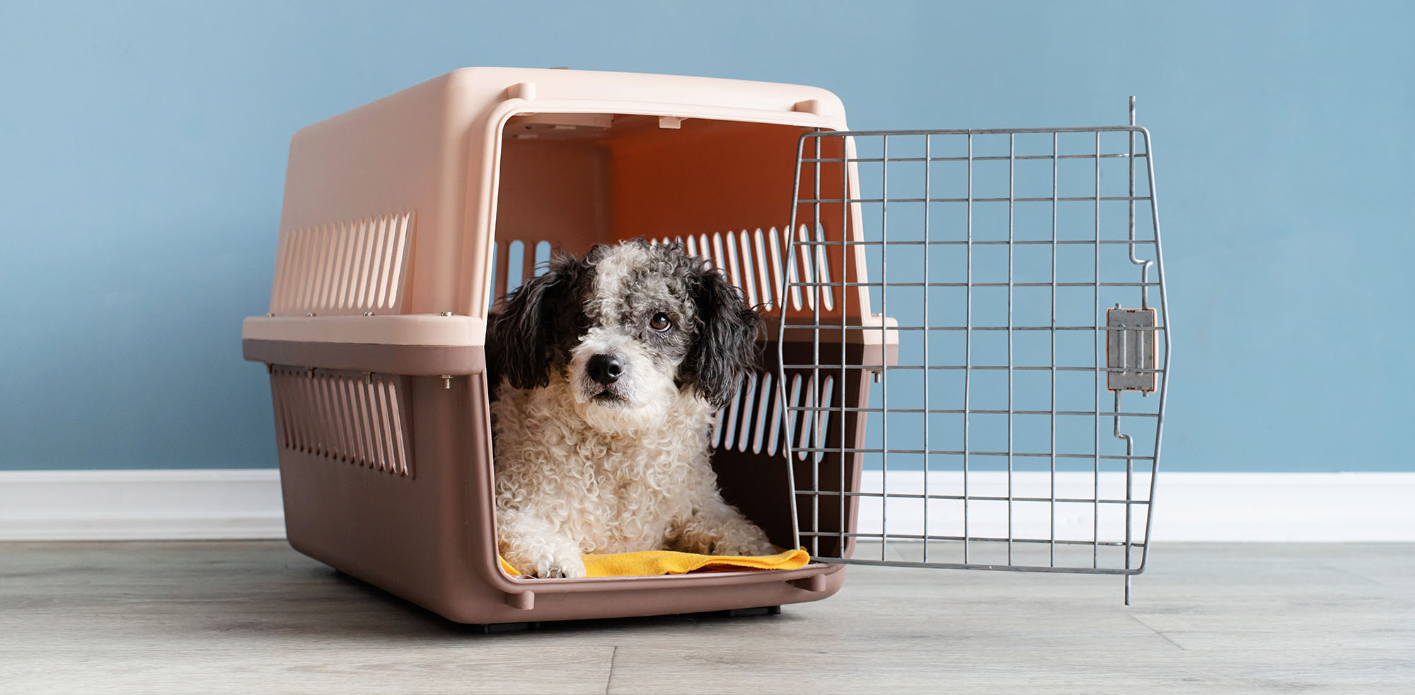 AvD Artikel - Hund ist in einer Transportbox.