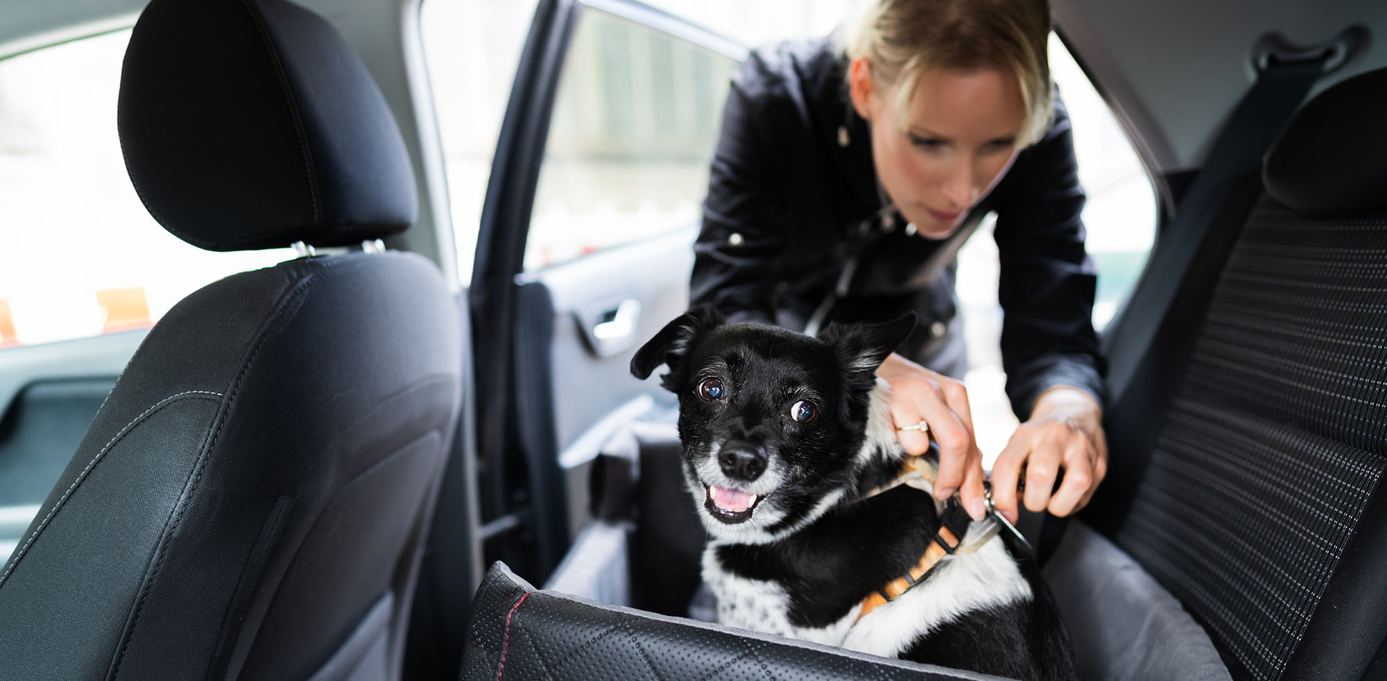 AvD Artikel - Frau schnallt ihren Hund an.