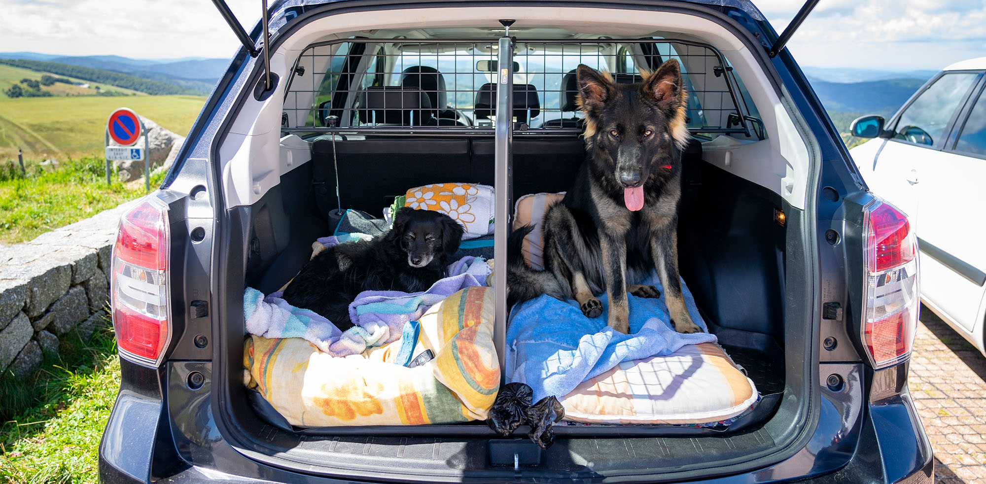 AvD Artikel - Hunde sitzen im Kofferraum und ein Hundegitter trennt sie zum Schutz.