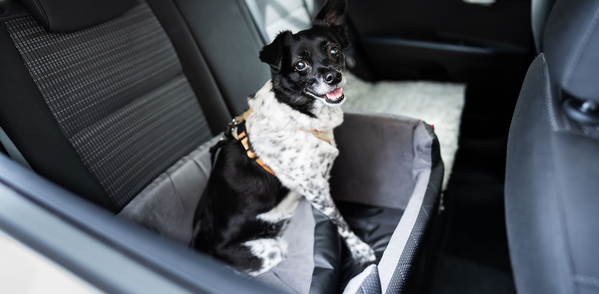 AvD Artikel - Hund sitzt auf einem Hundesitz.