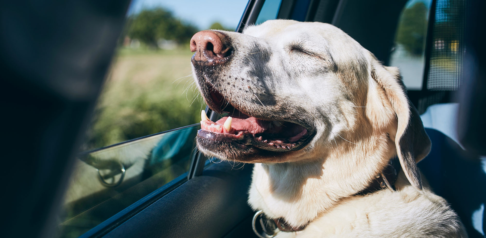 AvD Artikel - Hund sitzt glücklich im Familienauto.
