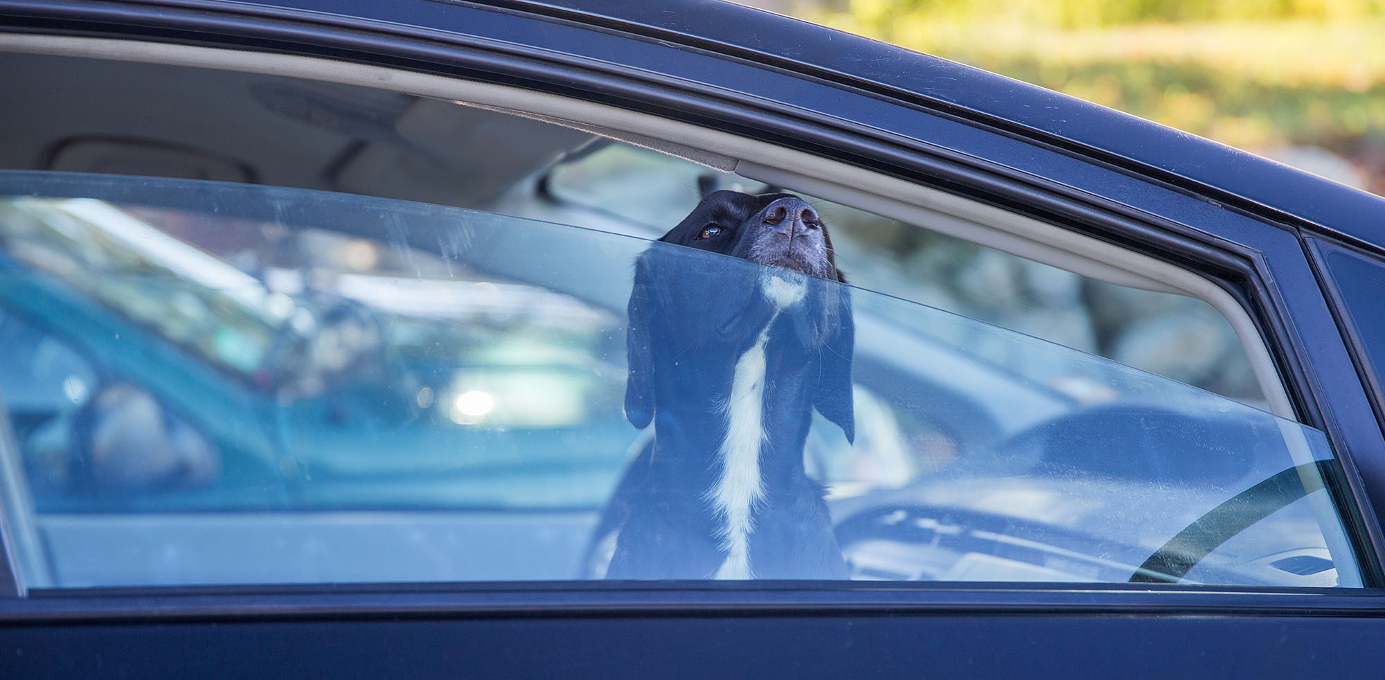 AvD Artikel - Hund ist im Wagen und das Fenster ist einen kleinen Spalt geöffnet.
